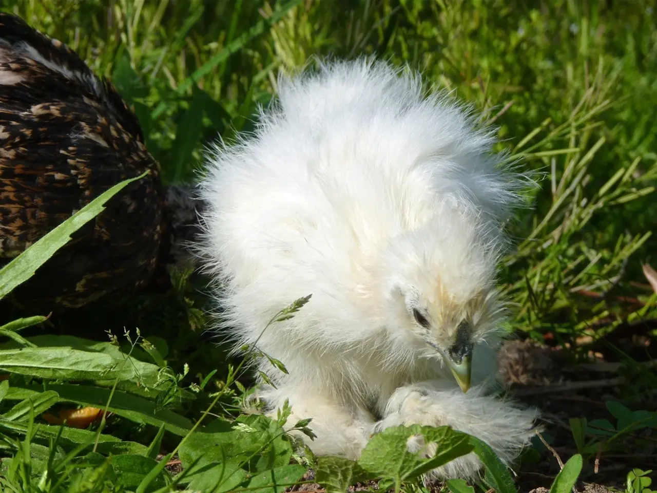 Chicken Management in Permaculture: Transitioning from Pest Eradication to Egg Yield