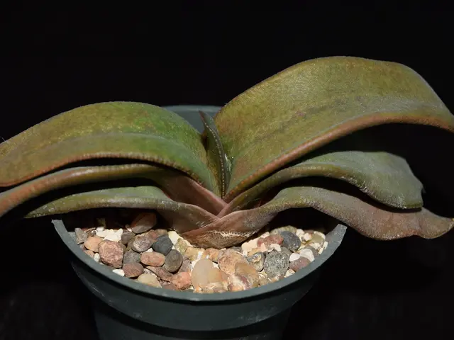 Optimal Soil Selection for Cannabis Cultivation: A Crucial Decision for Your Marijuana Plants'...