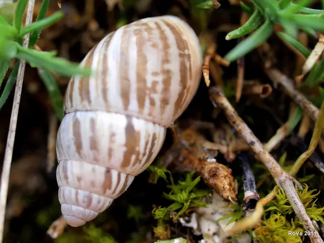 Thriving Bioactive Terrarium Inhabitants: Isopods and Springtails (Detailed Guide)