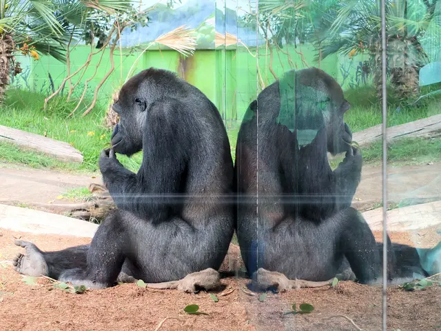 A Centennial Review of the Scopes Monkey Trial: An International Chaos With No Clear Victors...