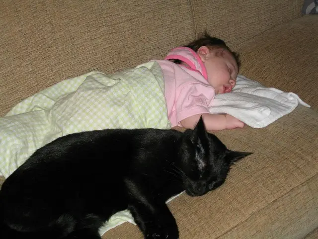 Children Reading Stories Aloud to Cats Housed at Animal Shelters