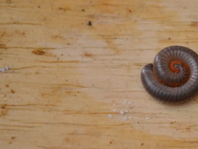 Notification for Enrollment in +2 Courses - CCRC, Kathmandu