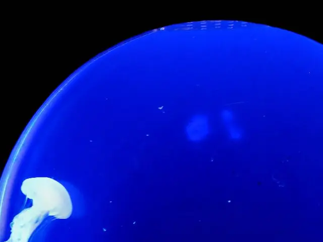 Archaeological findings in Japan suggest that squid species thrived and reigned in the seas during...