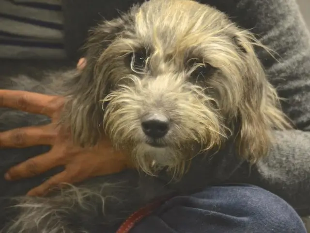 Study Reveals Another Advantage to Pet Dog Ownership: Enhanced Health Benefits