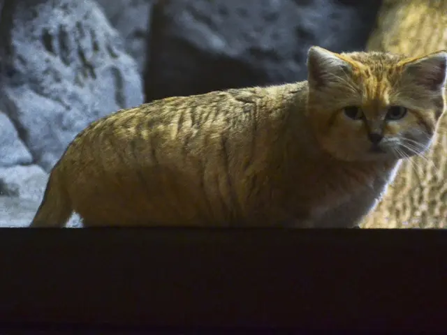 Exploring the Optical Phenomenon of Cat's Eye Effect in Precious Stones