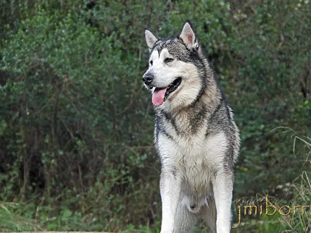 Raccoon transforms into problematic black bear: Zorro takes the streets