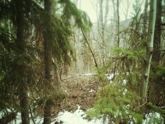 Leader of Forest School at Level 3 (October 2025)