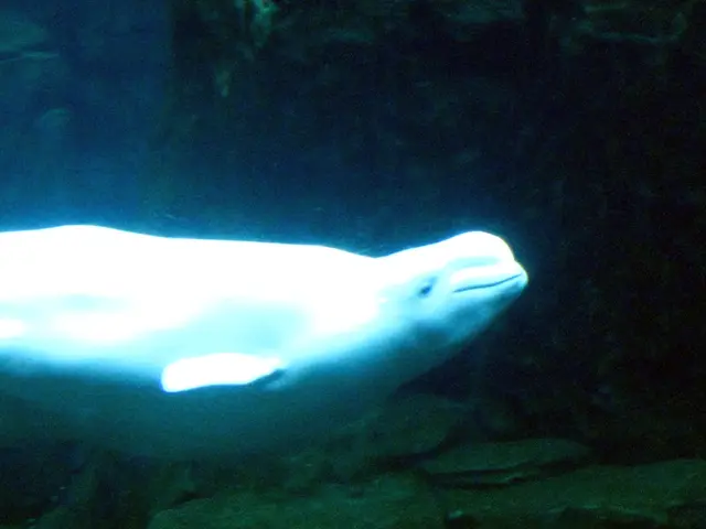 Diving without scuba gear, educational sessions about whales, and workshops on dolphin rescue...