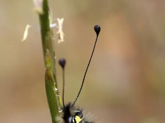 Industrial Psychology Master's in Organizational Studies: A Roadmap for Professional Advancement...