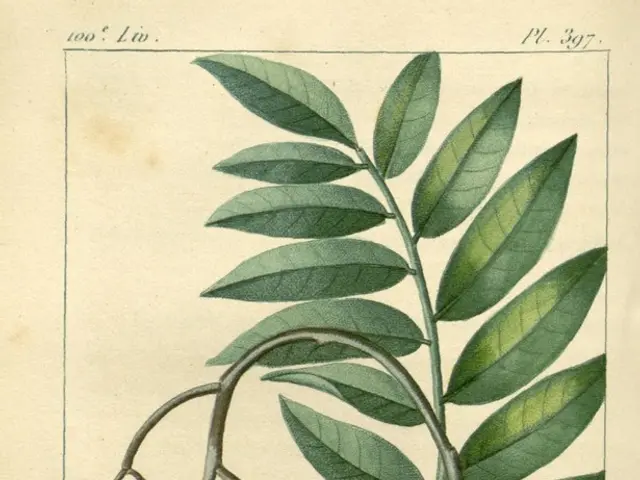 Harvesting Kōwhai seeds, known as Kohikohia ngā kākano Kōwhai