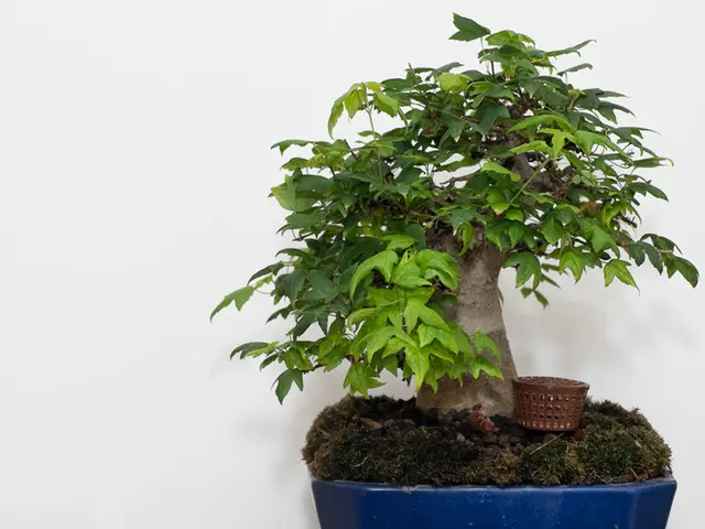 Bonsai with Multiple Trunks: Selecting the Right Species for Balanced Arrangement