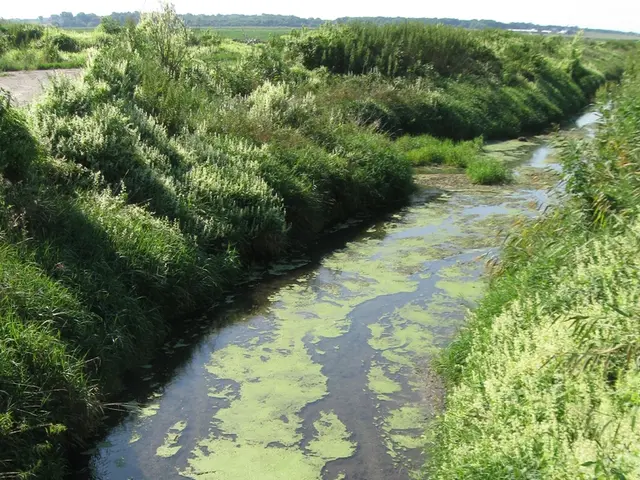Promoting Environmental Education within STEAM Subjects: A Comprehensive Union of Science,...