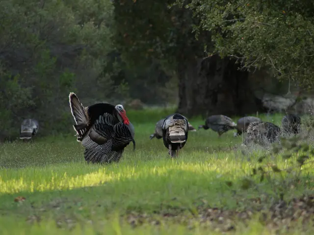 Increased Islamophobia and anti-Turkish sentiments impact European students of Turkish descent