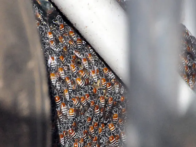 Vice-President Aspirant Jügen Binder for Apimondia Position