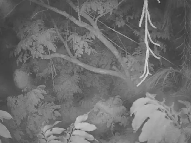 Venture through the forest, following the specified path