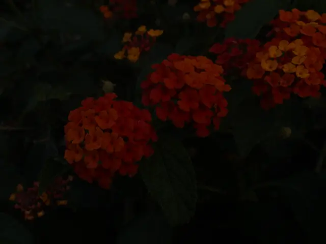 Cultivating Healthy Soils Promotes Sustainable Floriculture, Biodiversity, and a Greener Earth