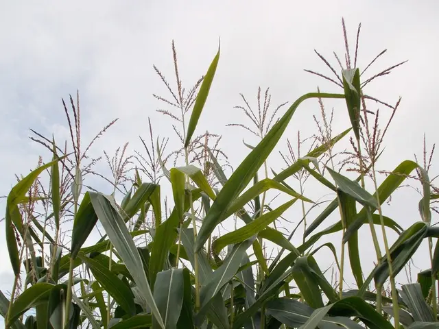 Possible deliberate demise of a NASA satellite crucial for scientists and farmers