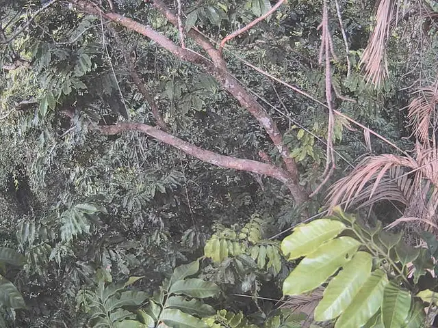 Catastrophic End of Palm Oil Industry