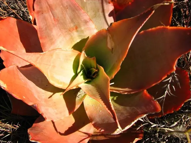 Marine-derived Substance Proves Powerful Against Anthrax Bacteria