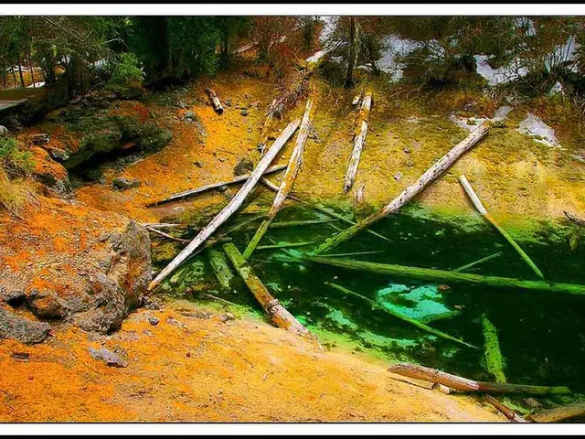 Enhancing Language Skills through Forest Schools: 7 Methods Inspiringly Cultivating Awe