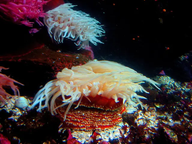 A tragic oceanic memorial was erected in honor of a man who met his end in a diving mishap, leaving...