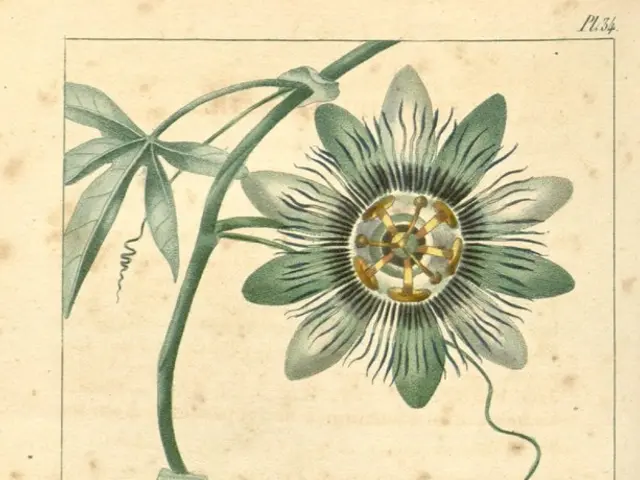 Unveiling Creative Approaches to Blend Nature and Mathematics, Igniting Curiosity and Awe