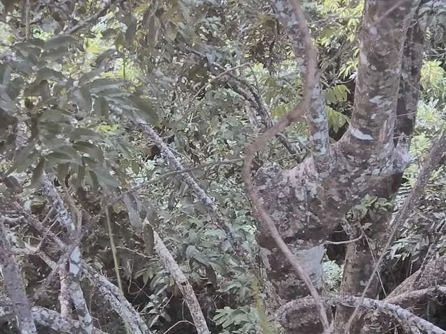 Prepare for the emergence of the 'Bourbon Brood' of 17-year cicadas, with Kentucky serving as their...