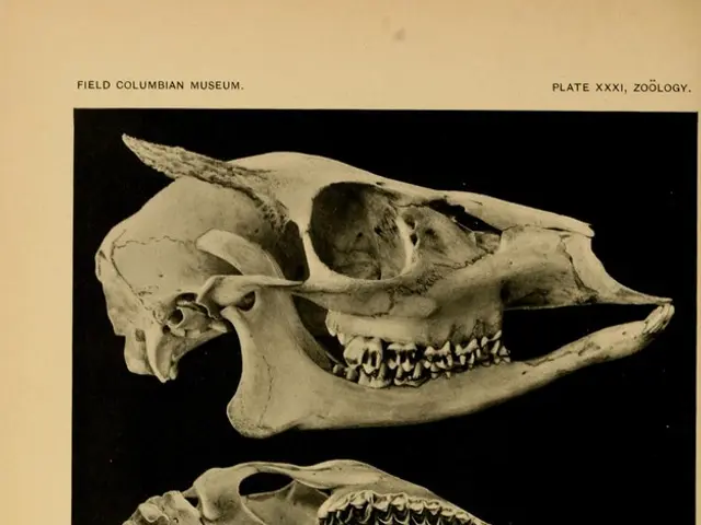 "Lecture with Dr. Sara Doll on 'Schafott to the Anatomy of Heidelberg' held in Lahnstein"