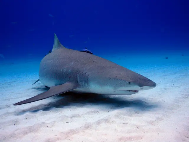 Lone Dolphin Faces Struggles in the Baltic Sea at Present Moment