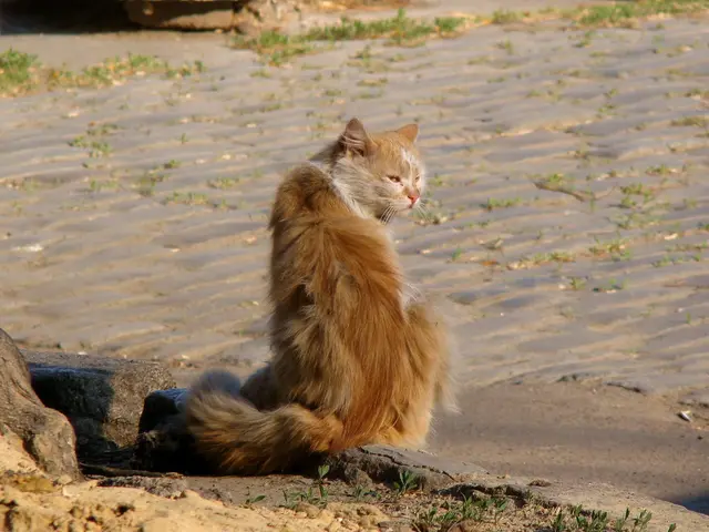 In this image, in the middle there is a cat. At the bottom there are stones, grassland. In the...