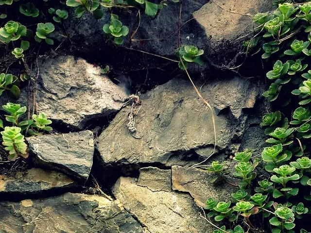 In this picture we can observe stones. There are some plants which are in green color.