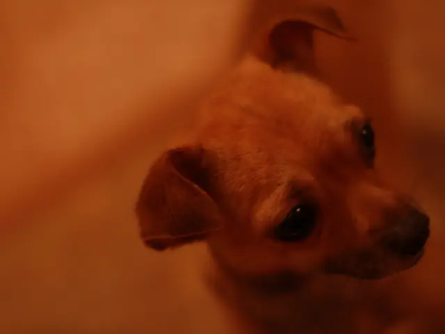 In this image we can see a dog.