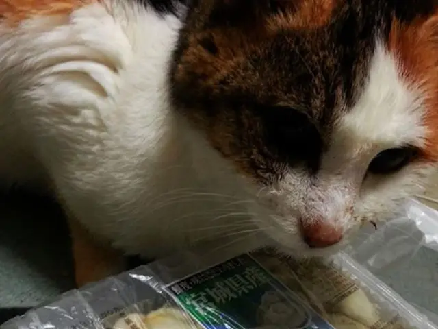 In this picture I can see there is a cat and there is food placed in front of it.