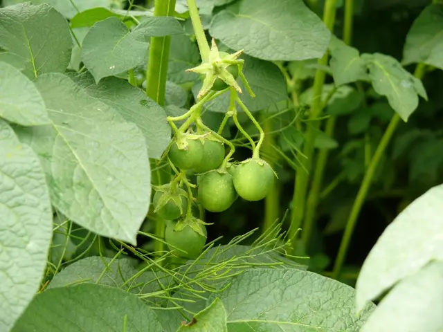 In this image I can see green plants, in the middle it looks like there are unripe fruits.