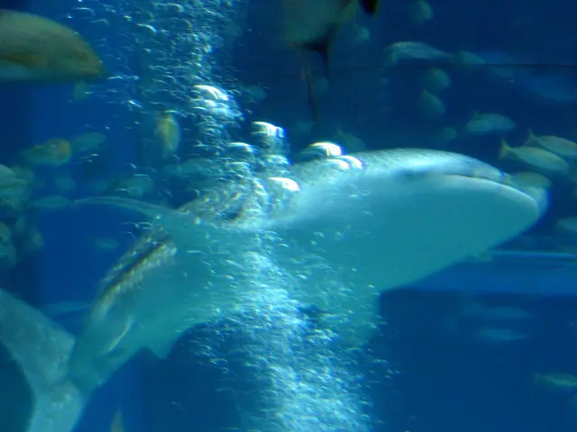 In the image there is a shark and fishes swimming in the water.