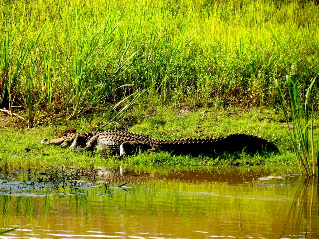 Innovative Approaches in Biodiversity Preservation: Cutting-edge Technologies and Advancements